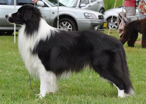 akc border collie breed standard|More.